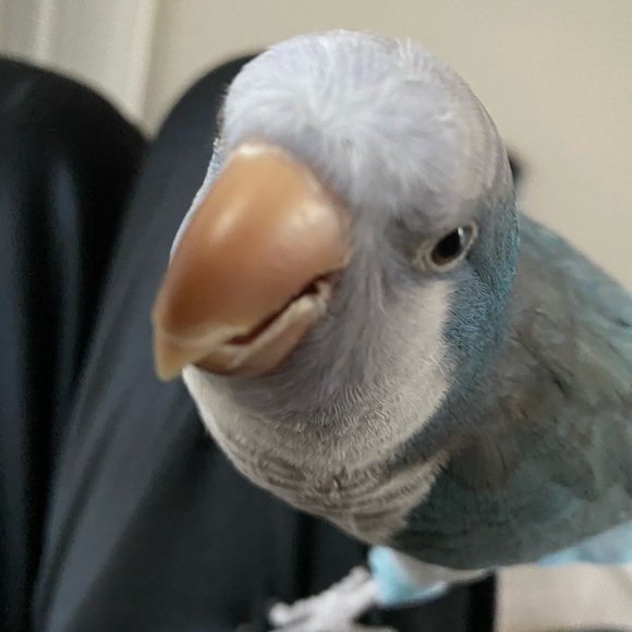 Meet your Posher, Olga - Picture 1 of 1